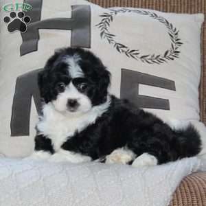 Abby, Shih Tzu Puppy